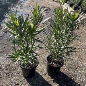 Nerium Oleander adelfa (25cm) 1