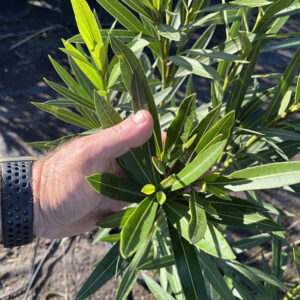 Nerium Oleander adelfa (25cm) 3